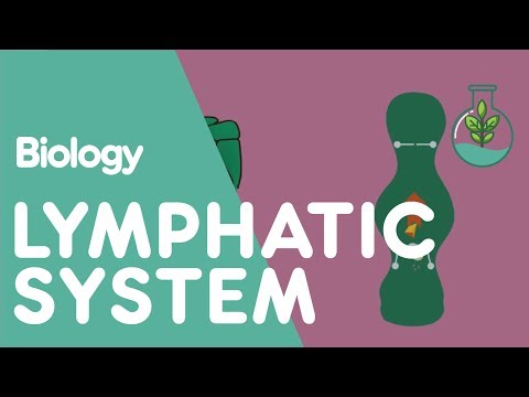 The Lymphatic System | Physiology | Biology | FuseSchool Video