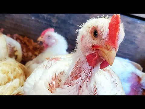 , title : 'Cuales son las enfermedades más comunes en los pollos de engorde?'