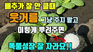 배추가 작고 잘 안클때 배추웃거름 바로 주지 말고 이렇게 뿌려주면 폭풍성장 대박납니다 배추웃거름시기방법 배추…