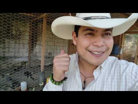 Los animales de la granja del rincon del Faisán - Gymboree