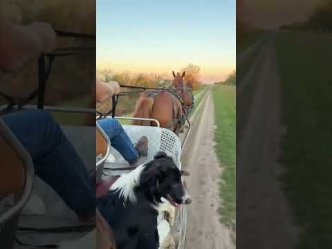 campo argentino armstrong santa fe