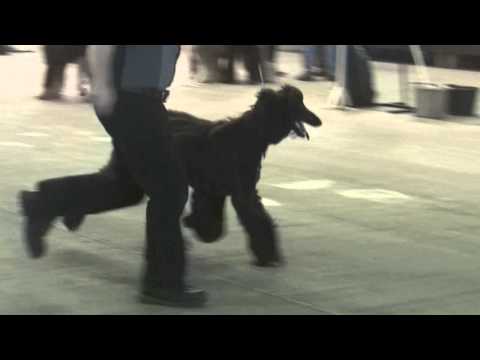 WAHC Ch Show 2013 - Minor Puppy Bitch