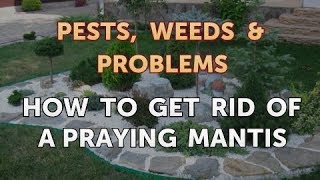How to Get Rid of a Praying Mantis