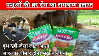 Download lagu Use veterinary BUFFER POWER || Milk of animals coming out like curd || Milk smelling bad || Frequ... mp3