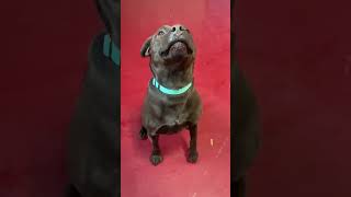 Video preview image #1 Labrador Retriever-Unknown Mix Puppy For Sale in Webster, WI, USA