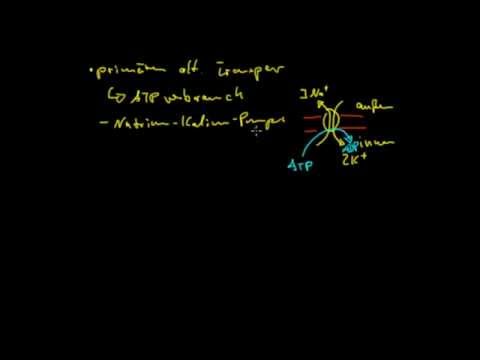 Neurobiologie - 3: Transport durch die Membran