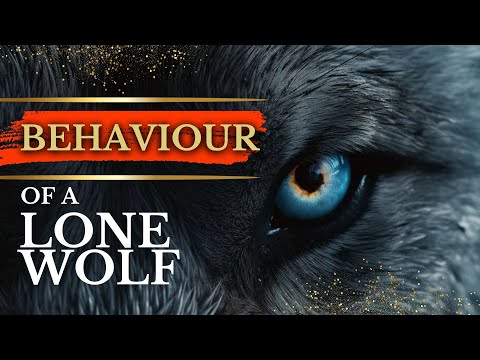 LONE WOLF ATTITUDE If YOU ARE FIGHTING LIFE Alone | Motivational - Must Watch
