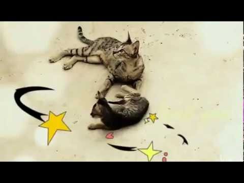 wild life photografer cat video