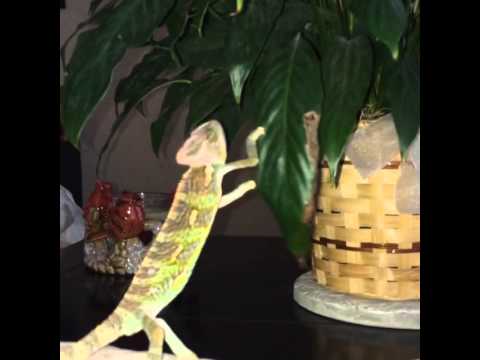 download lagu mp3 mp4 Carl The Chameleon, download lagu Carl The Chameleon gratis, unduh video klip Carl The Chameleon