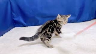 アメリカンショートヘアの動画01