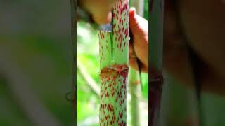 Download lagu Dengarkan suara memotong batang bambu kering. mp3