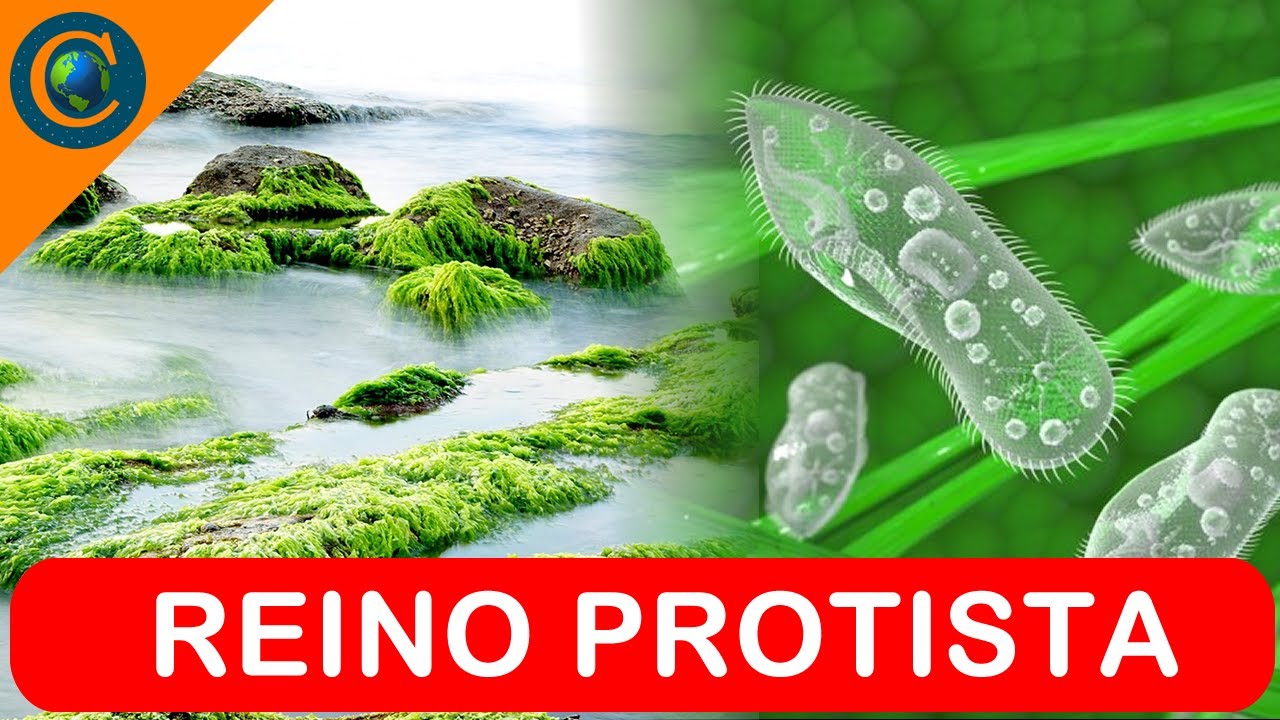 REINO PROTISTA