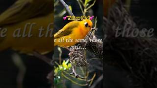 ❤️Yellow Bird❤️  #lovesongs #johnnytillotson #chilagiacmoqua #lovesong