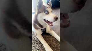 Sakhalin Husky Puppies Videos