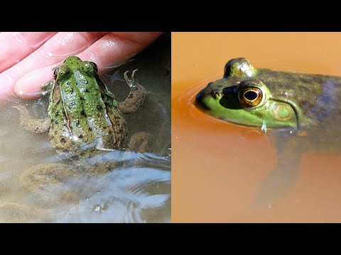 Green Frog vs. Bullfrog | CREATURE FEATURE #6