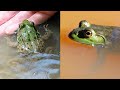 green frog vs. bullfrog creature feature 6