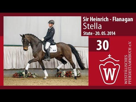 30 Stella  Stute v. Sir Heinrich - Flanagan
