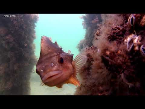 Seehase in der Ostsee