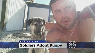 Soldiers Adopt Puppy In Iraq, Bring Him Home To California