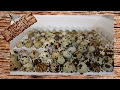 download lagu mp3 mp4 Fresh Quail For Sale Near Me, download lagu Fresh Quail For Sale Near Me gratis, unduh video klip Fresh Quail For Sale Near Me