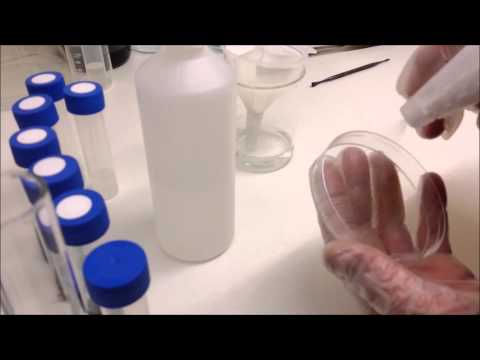 Sowing and sterilising orchid seeds from dry seed pods on to agar sowing media