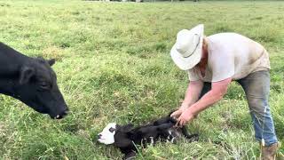 How To Tag And Castrate A Bull Calf