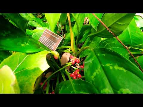 4K#HORTUS BOTANICUS,BOTANICAL GARDEN IN #AMSTERDAM#NETHERLANDS MAY 2022…