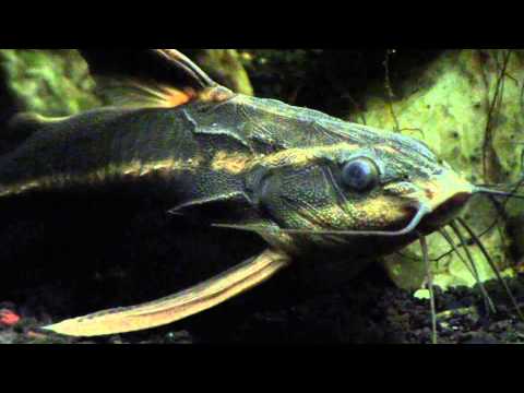 Striped Raphael Catfish, Close-up