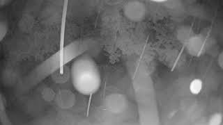 North Carolina · Small Dog Daycare live stream