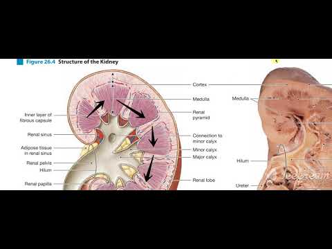 Kidneys longitudinal section