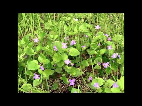 Georg Ots- Metsäkukkia