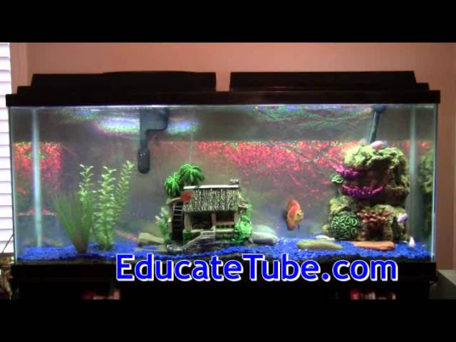 Beautiful 55 Gallon Fish Aquarium Tank - Discus, Cichlid, Barb, Gourami