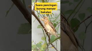Download lagu suara pancingan burung manyar bakalan ampuh #videoshort #birds mp3 Download lagu suara pancingan burung manyar bakalan ampuh #videoshort #birds mp3