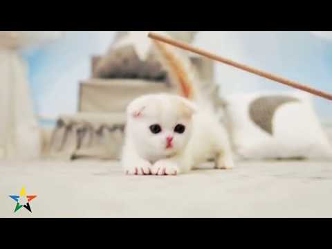 The  best  sweet  cat  for  kids  love