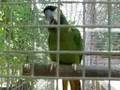 CORKIE The Miniature Macaw: Singing I've Been ...