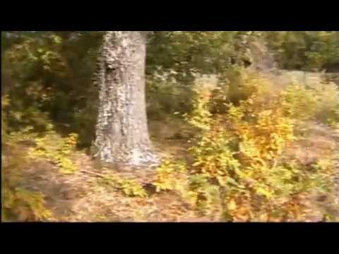 Varrezat e vjetra Gjinaj - Depcë