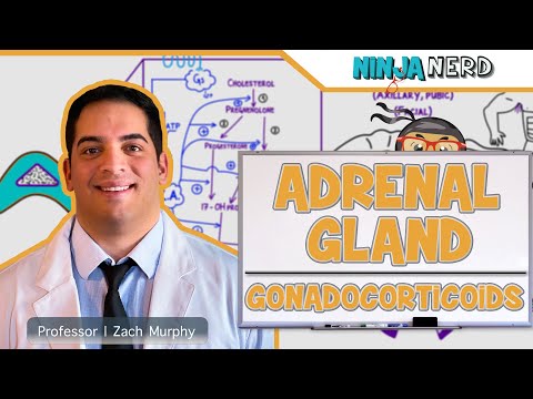 Endocrinology | Adrenal Gland: Gonadocorticoids