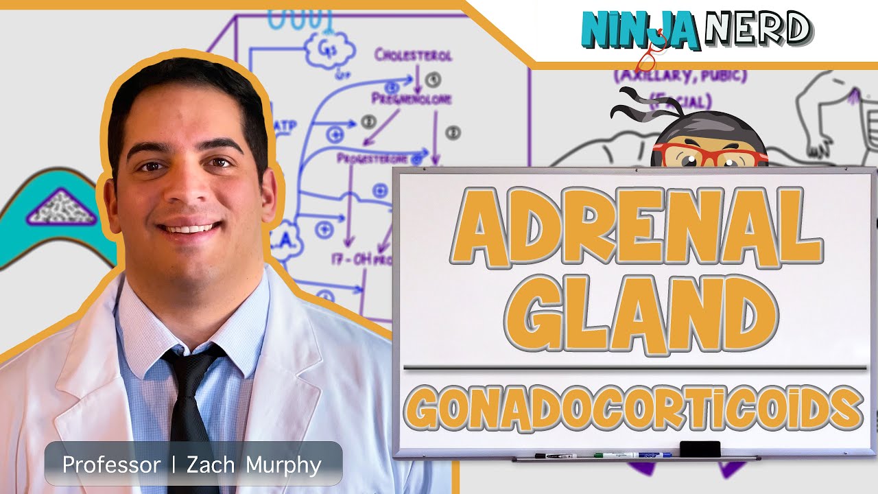 Endocrinology | Adrenal Gland: Gonadocorticoids