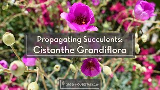 Propagating Succulents - Rock Purslane (aka Cistanthe grandiflora or Calandrinia spectabilis)
