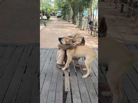 Amazing SokYaa,OG, ToTo Animals Are So Awesome #shorts