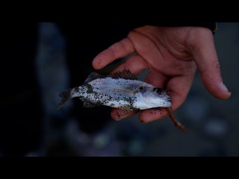 Surfcasting in Voltri (Tubertini)