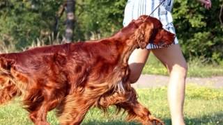 Bono short movie 2012