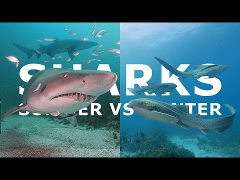 SHARKS Summer vs Winter | Byron Bay Diving
