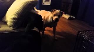 Suzie, Walter & Bucky!