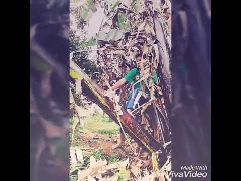 Juma uruk di ujung bawang