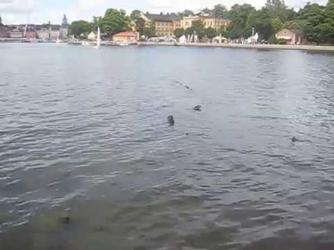 skeppsvrak skeppsholmen stockholm