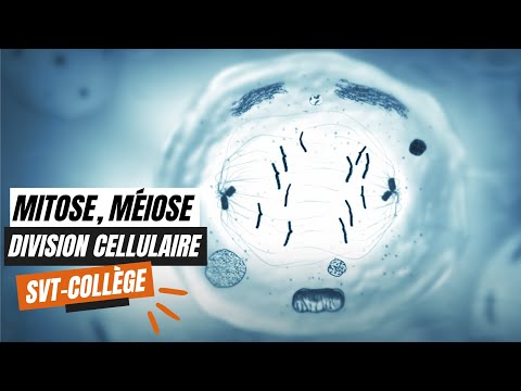 La mitose, la méiose et les divisions cellulaires - SVT Collège