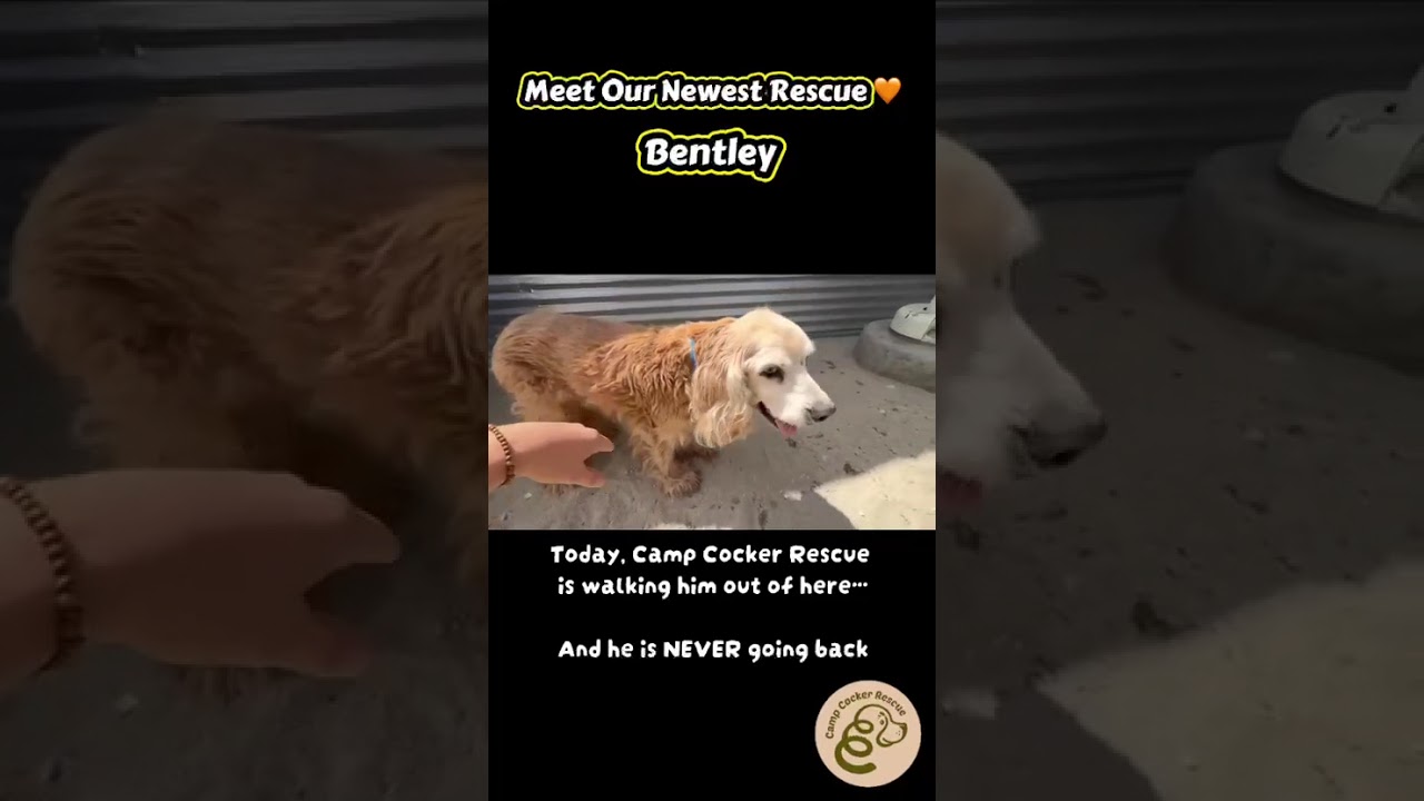 Enlarge Bentley, a Adoptable Cocker Spaniel in South San Francisco, CA video 5/5