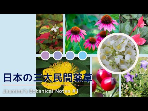 薬用植物としてのアンジェリカ: 応用と効果 ライフスタイル