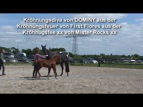 Oldenburger Prämiertes Stutfohlen von DOMINY